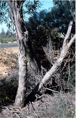 APII jpeg image of Eucalyptus jucunda  © contact APII