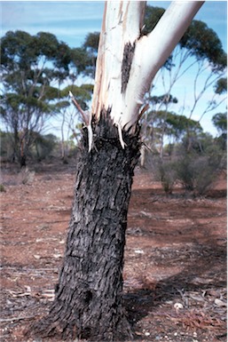 APII jpeg image of Eucalyptus lesouefii  © contact APII