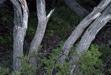 APII jpeg image of Eucalyptus litorea  © contact APII