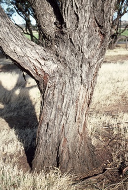 APII jpeg image of Eucalyptus loxophleba subsp. loxophleba  © contact APII