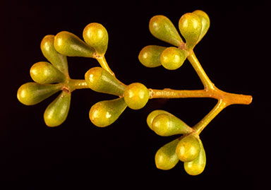 APII jpeg image of Eucalyptus loxophleba subsp. gratiae  © contact APII
