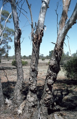 APII jpeg image of Eucalyptus lucasii  © contact APII