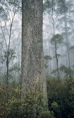 APII jpeg image of Eucalyptus dendromorpha  © contact APII
