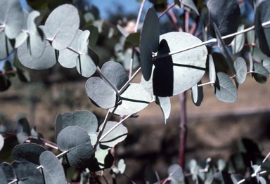 APII jpeg image of Eucalyptus goniocalyx  © contact APII