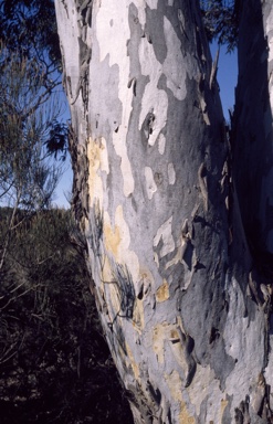 APII jpeg image of Eucalyptus mannifera subsp. gullickii  © contact APII