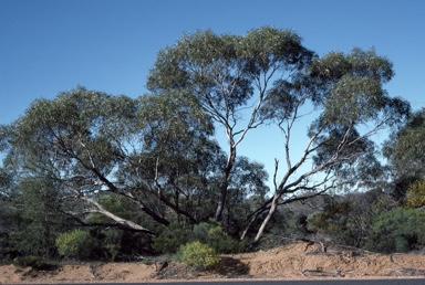 APII jpeg image of Eucalyptus mannensis subsp. vespertina  © contact APII
