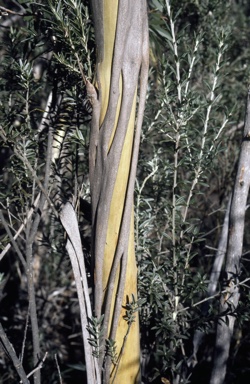 APII jpeg image of Eucalyptus moorei  © contact APII