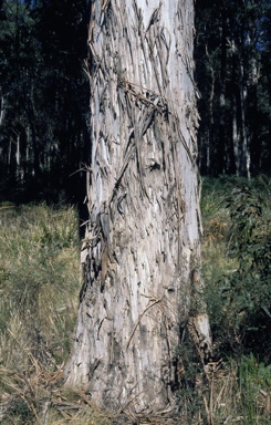 APII jpeg image of Eucalyptus nobilis  © contact APII