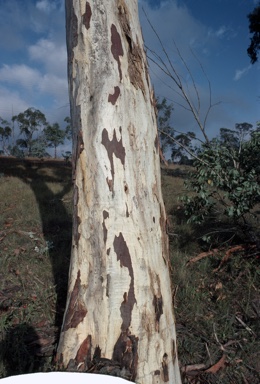 APII jpeg image of Eucalyptus mannifera subsp. praecox  © contact APII