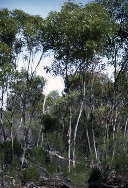 APII jpeg image of Eucalyptus pleurocorys  © contact APII
