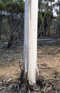 APII jpeg image of Eucalyptus pterocarpa  © contact APII