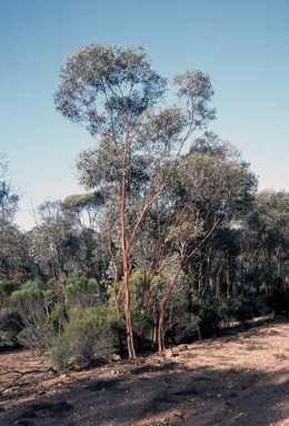 APII jpeg image of Eucalyptus ravida  © contact APII