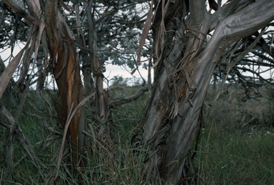 APII jpeg image of Eucalyptus rhodantha  © contact APII
