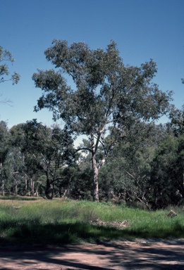APII jpeg image of Eucalyptus rudis  © contact APII