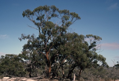 APII jpeg image of Eucalyptus sargentii  © contact APII
