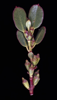 APII jpeg image of Eucalyptus vernicosa  © contact APII