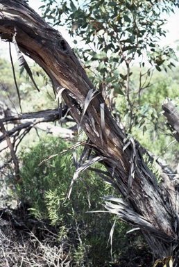 APII jpeg image of Eucalyptus yumbarrana  © contact APII