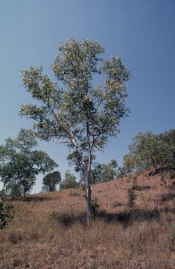 APII jpeg image of Eucalyptus alba  © contact APII