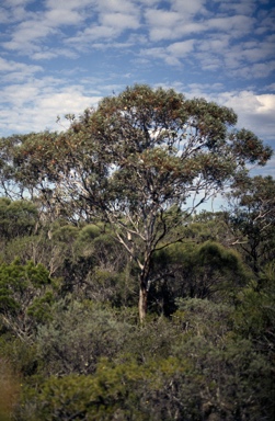 APII jpeg image of Eucalyptus arborella  © contact APII