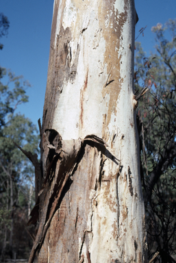 APII jpeg image of Eucalyptus longirostrata  © contact APII