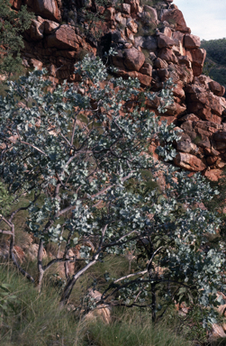 APII jpeg image of Eucalyptus mooreana  © contact APII