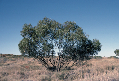 APII jpeg image of Eucalyptus normantonensis  © contact APII