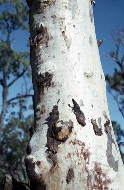 APII jpeg image of Eucalyptus pachycalyx  © contact APII