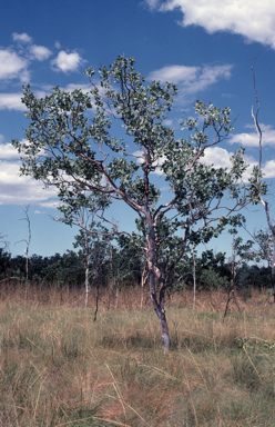 APII jpeg image of Eucalyptus pantoleuca  © contact APII