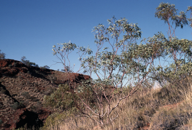 APII jpeg image of Eucalyptus pilbarensis  © contact APII