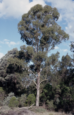 APII jpeg image of Eucalyptus pilligaensis  © contact APII