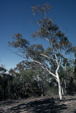 APII jpeg image of Eucalyptus scoparia  © contact APII