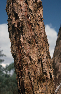 APII jpeg image of Eucalyptus similis  © contact APII