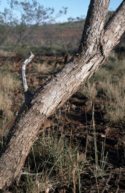APII jpeg image of Eucalyptus leucophylla  © contact APII