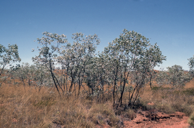 APII jpeg image of Eucalyptus melanophloia  © contact APII