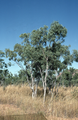 APII jpeg image of Eucalyptus obconica  © contact APII