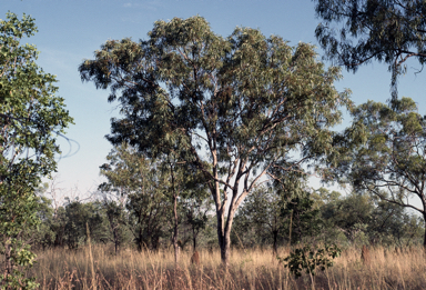 APII jpeg image of Eucalyptus patellaris  © contact APII