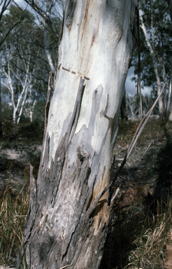 APII jpeg image of Eucalyptus pauciflora subsp. paucifora  © contact APII
