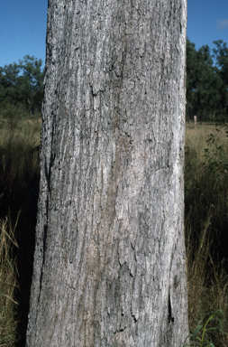 APII jpeg image of Eucalyptus persistens  © contact APII