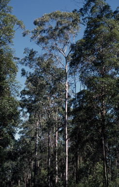 APII jpeg image of Eucalyptus saligna  © contact APII