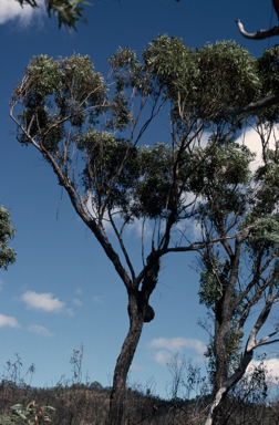 APII jpeg image of Eucalyptus sicilifolia  © contact APII