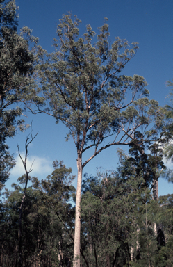 APII jpeg image of Eucalyptus sphaerocarpa,<br/>Eucalyptus sphaerocarpa  © contact APII