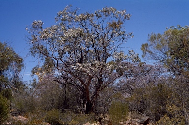 APII jpeg image of Eucalyptus brachyphylla  © contact APII