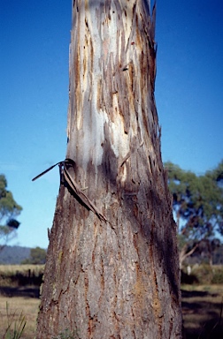APII jpeg image of Eucalyptus brettiana  © contact APII