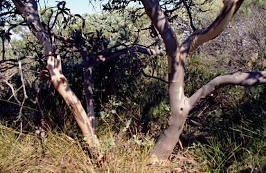 APII jpeg image of Eucalyptus carnabyi  © contact APII