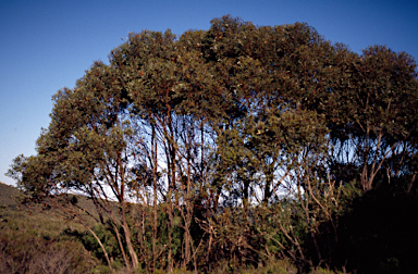 APII jpeg image of Eucalyptus cornuta  © contact APII
