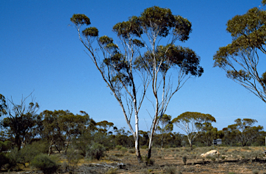 APII jpeg image of Eucalyptus corrugata  © contact APII