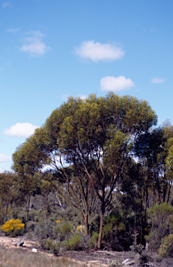 APII jpeg image of Eucalyptus creta  © contact APII