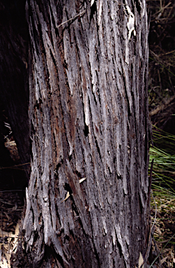 APII jpeg image of Eucalyptus crucis subsp. praecipua  © contact APII