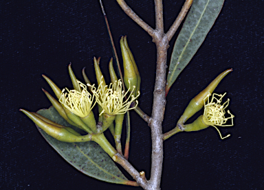 APII jpeg image of Eucalyptus densa subsp. improcera  © contact APII