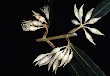 APII jpeg image of Eucalyptus doratoxylon  © contact APII